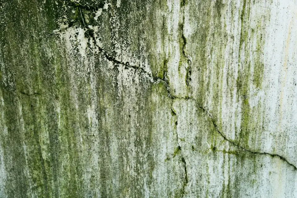 Our Story: Dedicated to Mold-Free Living in Cary, NC